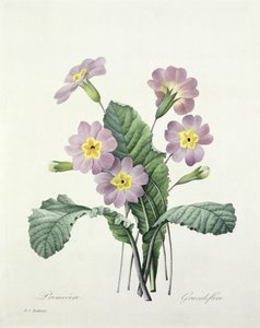 Primula (Primrose), graveret af Bessin, fra 